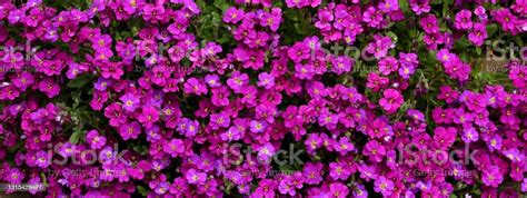 Aubretia Red Cascade Stock Photo Download Image Now Color Image