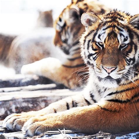 Chinese Businessman Who Bought And Ate Three Tigers Is Jailed For 13 Years South China Morning
