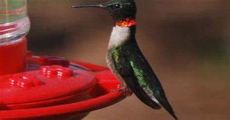Hummingbirds Return To Feed Breed