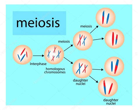 Meiosis División Celular Diagrama Del Vector — Vector De Stock