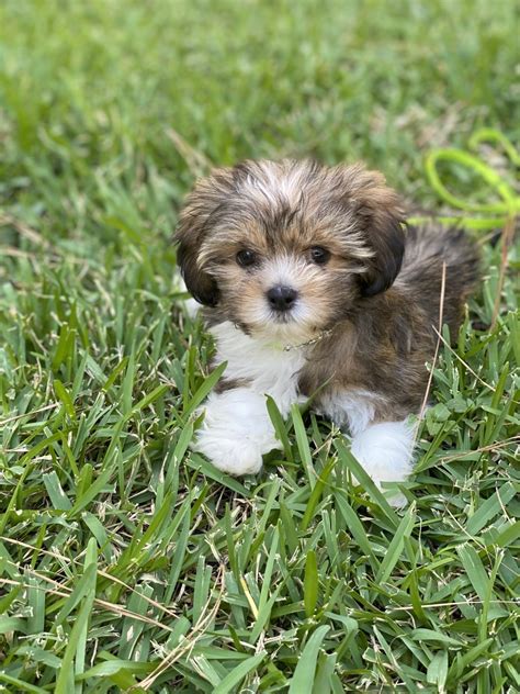 See upcoming litter tab and our process tab for more info! Lhasa Apso Puppies For Sale | Houston, TX #335280