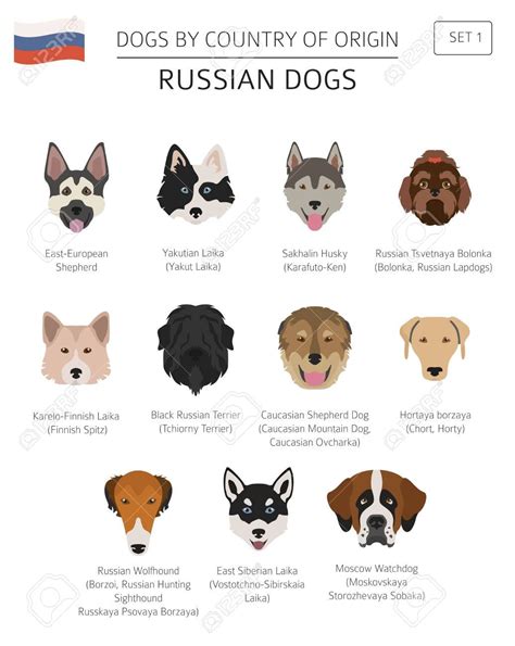 Dogs By Country Of Origin Russian Dog Breeds Infographic Template