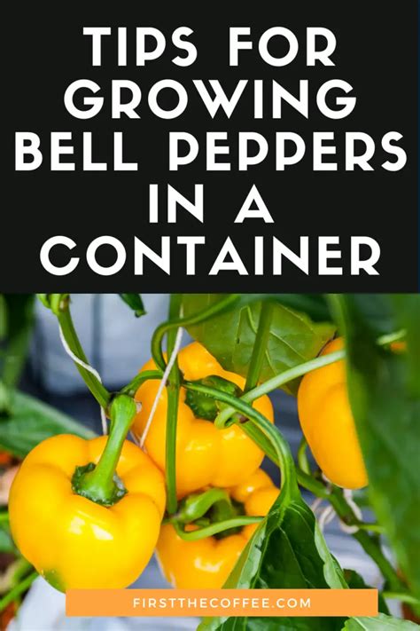 Tips For Growing Bell Peppers In A Container Firstthecoffee