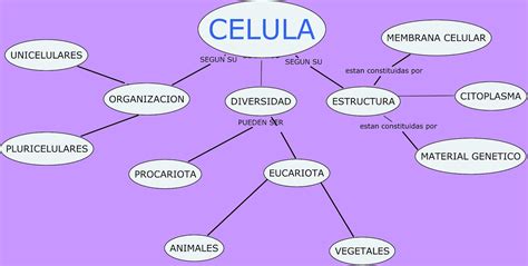 Tipos De Celulas Mapa Conceptual De Los Tipos De Celu