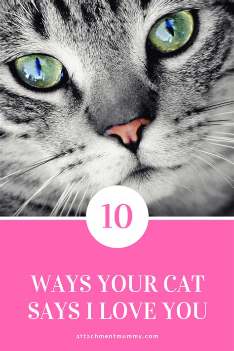Your standards are high too. 10 Ways Your Cat Says "I Love You"