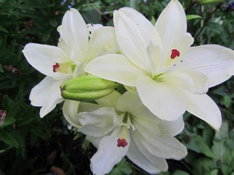 Elämää erimuodossa: Kesän valkoisia kukkia