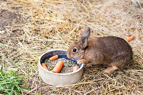 People also asked, can rabbits eat petunia flowers? Le lapin - Lulu la taupe, jeux gratuits pour enfants