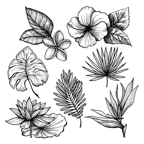 Tropical Leaves Set 462313 Vector Art At Vecteezy