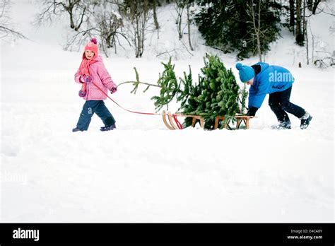 Brother And Sister Pulling Sled With Christmas Tree In Snow Covered Landscape Bavaria Germany