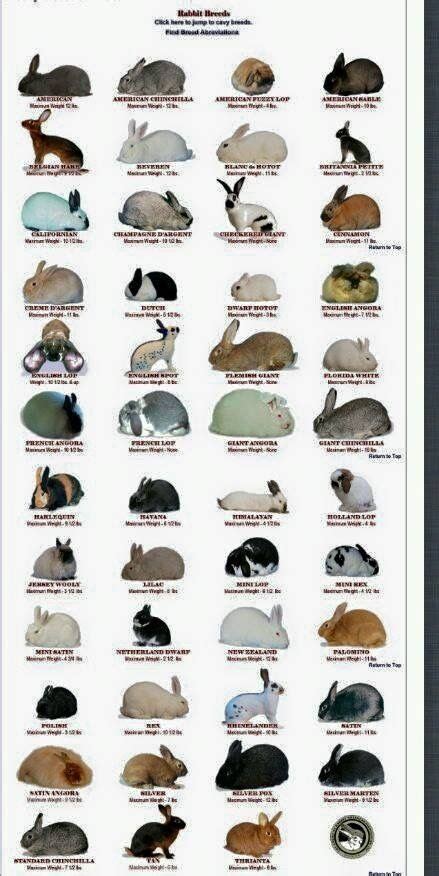 Pin By Ac💜 On Bunny Rabbit Breeds Rabbit Hutches Meat Rabbits