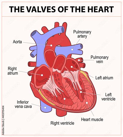 Diagram Of The Human Heart Valves Stock Vector Adobe Stock