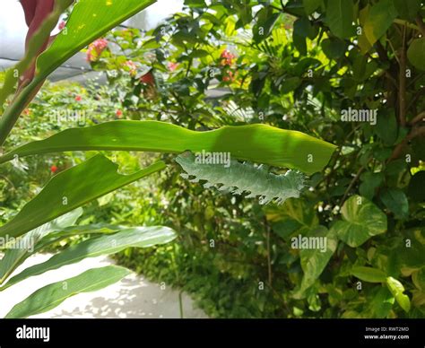 Tropical Caterpillar Hi Res Stock Photography And Images Alamy