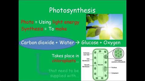 Photosynthesis Gcse Combined Science Biology Youtube