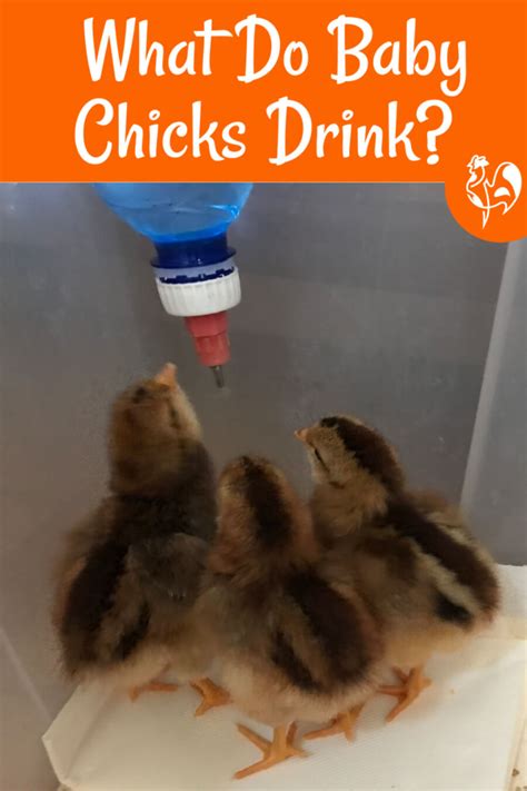 Although current guidelines don't include waiting to introduce eggs to your baby, you. What should baby chicks drink?