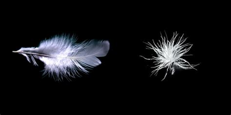Feather Vs Down Which Is Better And Whats The Difference Homescapes