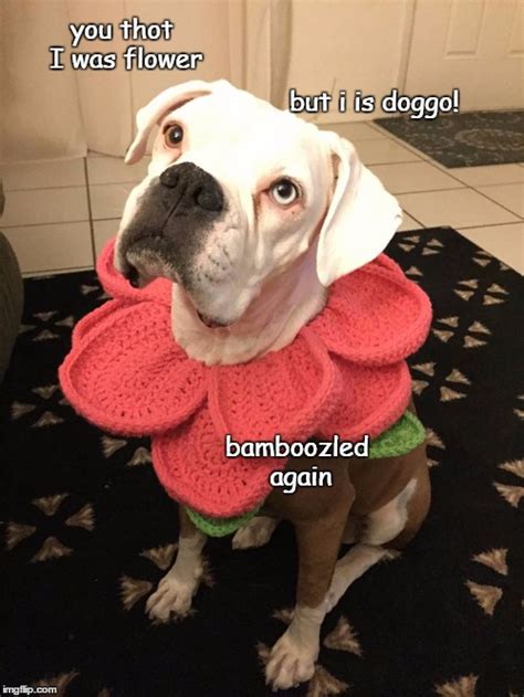 23 Dog Memes Bamboozled Factory Memes