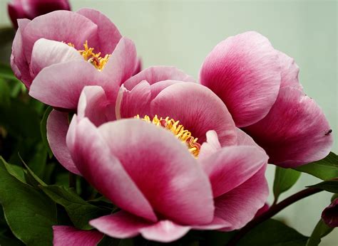 Melhores Fotos De Flores Lindas E Coloridas Rosa Azul Roxo Veja