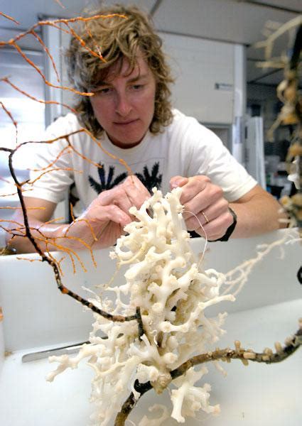 Diversity Of Deep Sea Corals Smithsonian Ocean