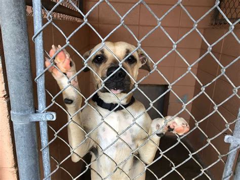 Is it because they know you saved them and love you harder for it? Jackson County Animal Shelter overcrowding at critical levels
