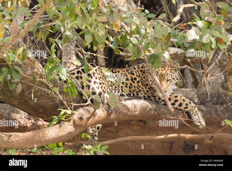 Jaguar On Riverbank From Pantanal Brazil Wild Brazilian Feline