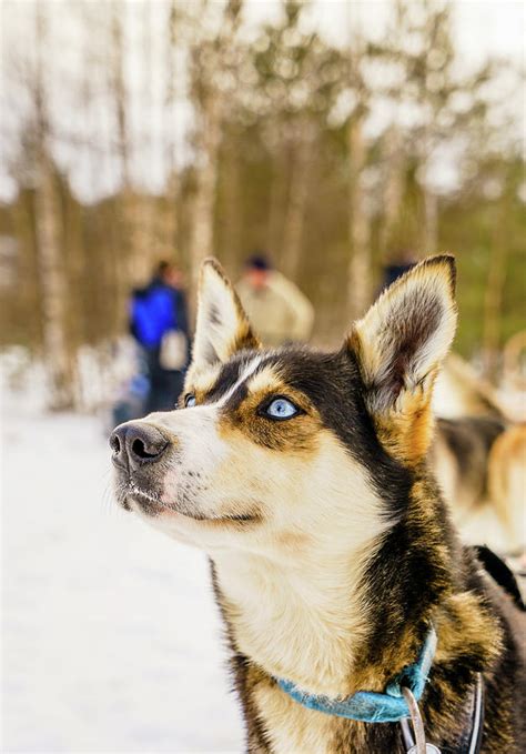 Husky Sled Dog Lapland Finland Photograph By Animal Images Fine Art