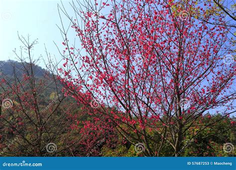 Red Sakura Trees Stock Image Image Of Green Cherry 57687253