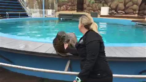 Harbor Seals Play At Hersheypark Pa Youtube