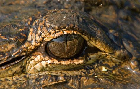 American Alligator Eye Photograph By Millard H Sharp