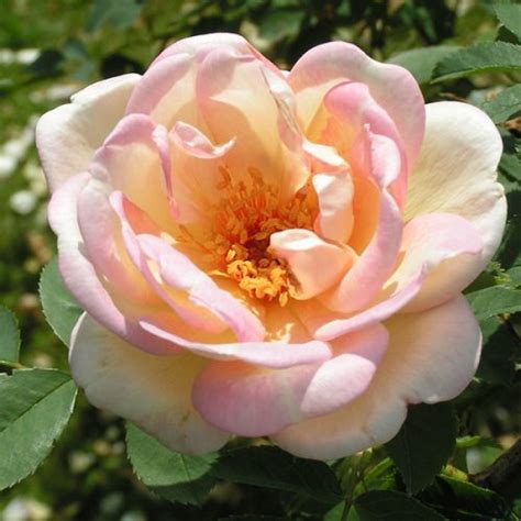 Fruhlingsduft Shrub Rose Quality Roses Direct From Grower