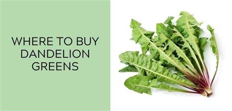 Where To Buy Dandelion Greens And Which Store Aisle Theyre In