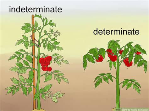 Your garden supply and advice hq. Determinate And Indeterminate Tomato Plants | Cromalinsupport