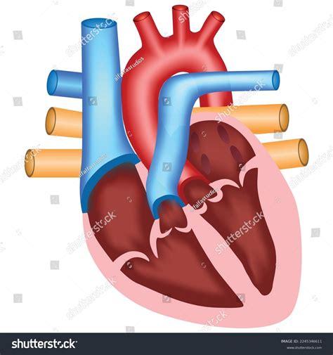 9592 Human Heart Valve Images Stock Photos And Vectors Shutterstock
