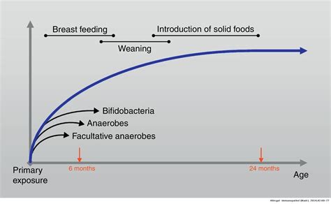Modulation Of Gut Microbiota Downregulates The Development Of Food