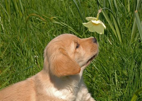 20 Adorable Pictures Of Animals Smelling Flowers Best