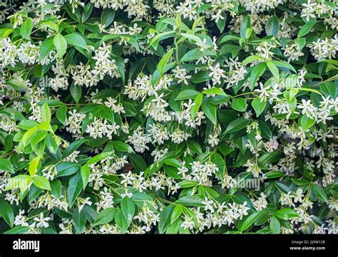 A Wall Of Star Jasmine Flowers In Bloom On A Spring Day Background