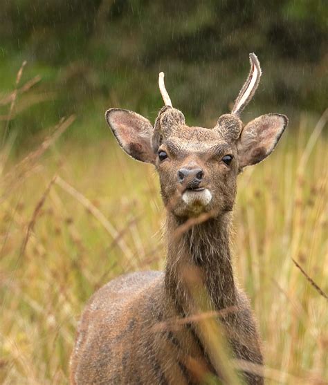 Sika Deer Tomdoun Highland Scotland Dee Dub U Flickr