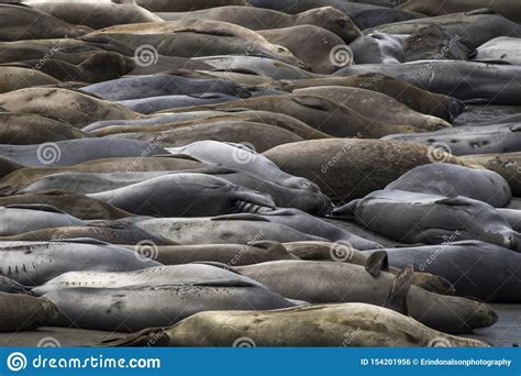 Full Frame Elephant Seals Sleeping On Beach With Curves And Colors