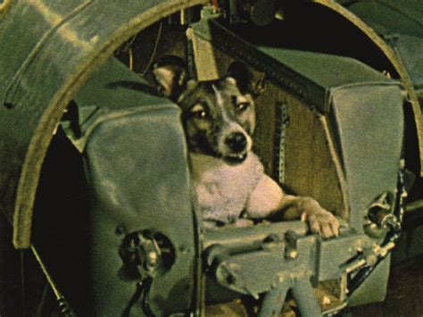 La Perra Laika Fue Lanzada Al Espacio Hace Ya 60 Años