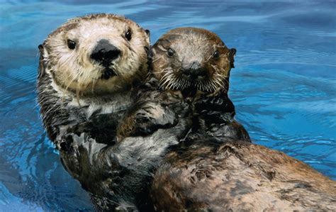 From An Otter Mother The Feel Good Science Behind Californias Sea
