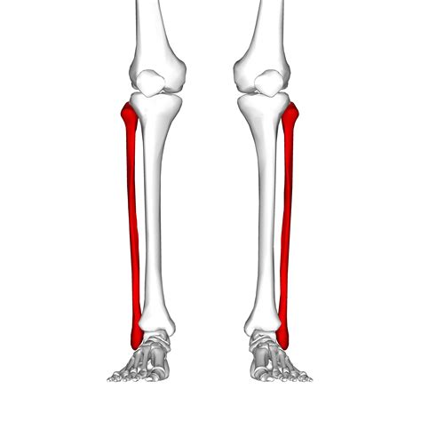 Hip And Leg Bone Diagram Rear View Of Male Pelvis Hip Leg Bones And