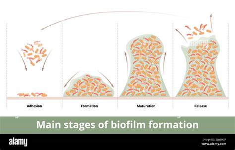 Main Stages Of Biofilm Formation Cells Bacteria Attach To Surfaces