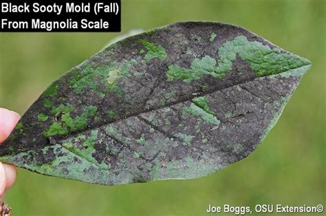 Can you identify this for me and recommend a treatment that will not. It's Coming. Halloweeen Horrors | BYGL