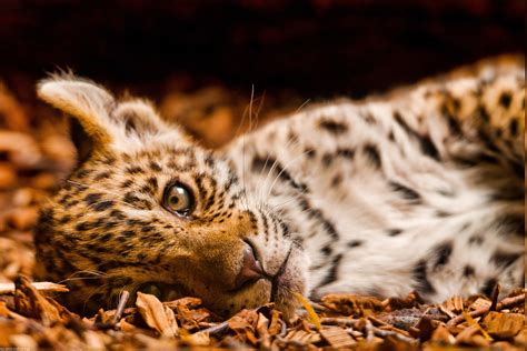 Animals Jaguars Baby Animals Wallpapers Hd Desktop And Mobile