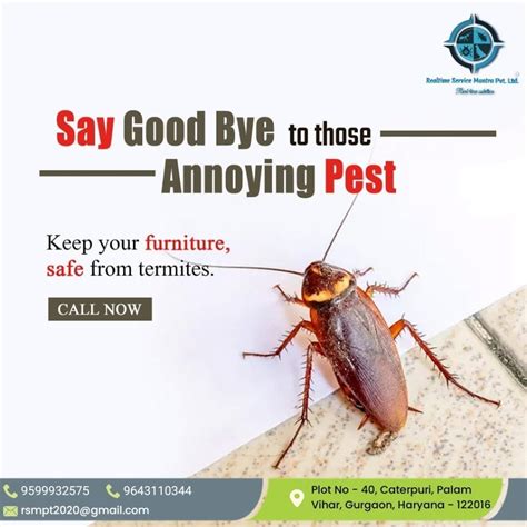 Cockroaches Management Service At Rs 1000per Service कॉकरोच पेस्ट