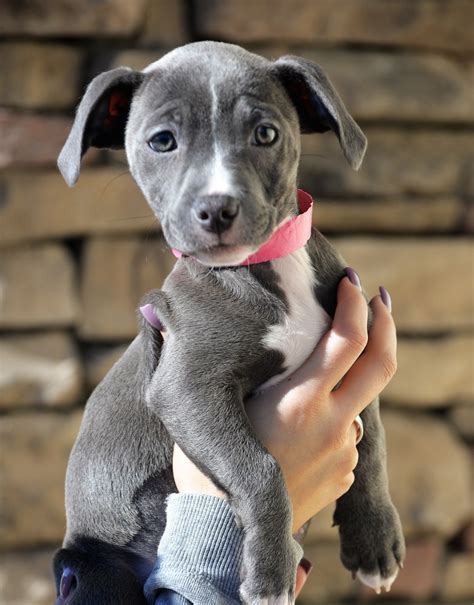 Grey Pitbull Terrier Mix Puppy Canvas Point
