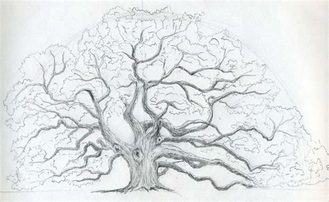Learn how to remove a tree stump yourself with this method here. Draw An Oak Tree. Angel Oak Tree.