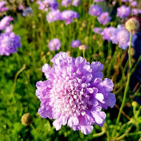 Scabiosa Africana Must Be One Of The Easiest Perennials To Grow It