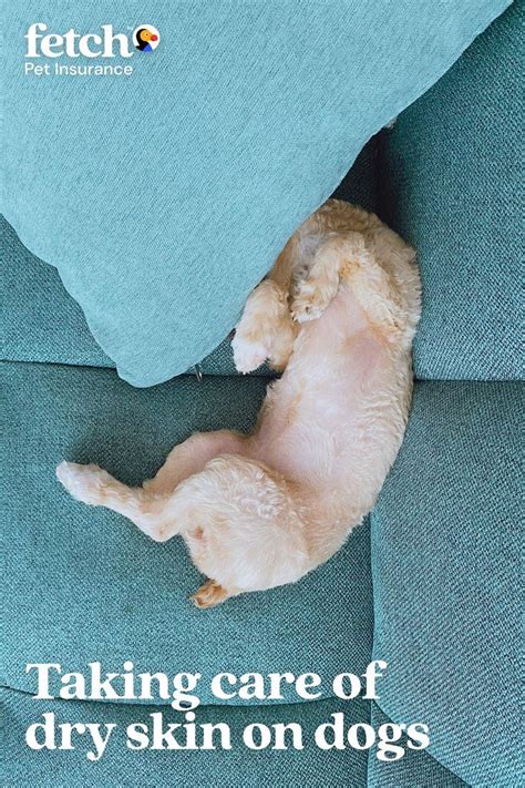 A Small Dog Laying On Top Of A Blue Couch Next To A Pillow With The