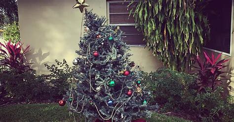 Happiest Saddest Christmas Tree Album On Imgur