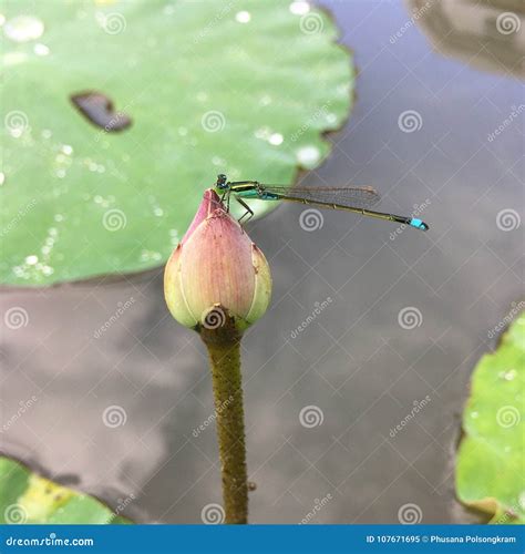 A Dragonfly Is On The Lotus Flower Stock Image Image Of Lotus Insect
